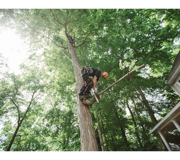 STIHL MS 151 T C-E
